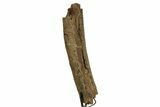 Fossil Triceratops Rib Section w/ Metal Stand - South Dakota #378507-2